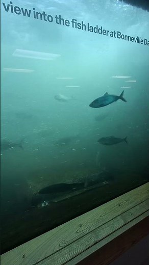 Fish ladder window view the at Bonneville Dam, Oregon. Shad going upstream.