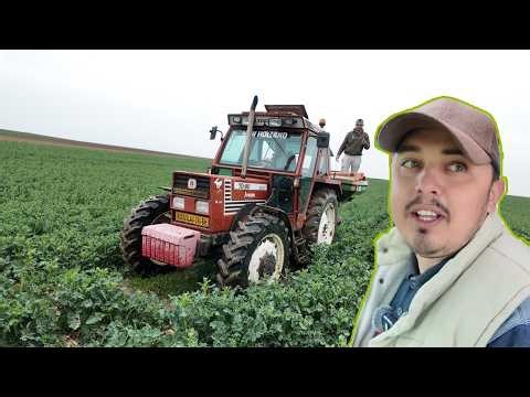 SEGÍTETT CSABI GERGŐNEK MŰTRÁGYÁT SZÓRNI🚜💚