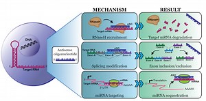 Antisense Oligonucleotide Screening Services