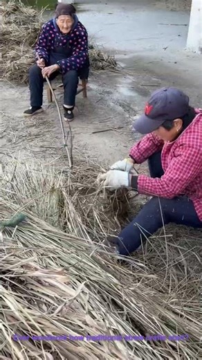 Traditional Straw Weaving Prep: Sorting & Bundling Straw for Crafts