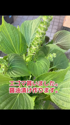 #四郎ボイス #エゴマの葉 #自家製エゴマの葉醤油漬け #エゴマ醤油漬けレシピ #めちゃくちゃ美味い #ごはんのお供 #サムジャン活用 #コチジャンでもいい#紫蘇の葉でも代用出来る