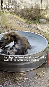 Hyena beats the heat wave with play time in new pool | The US Sun - News