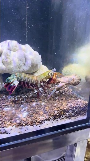 Mantis Shrimp vs Lobster | Clash of Claws 🥊