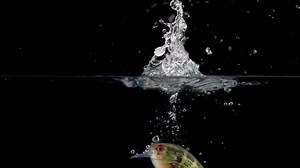 Bass Pro Shops on Reels