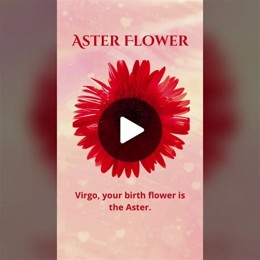 Symbolic Meaning of a Flower on TikTok