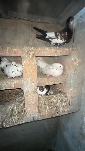 Exploring Different Pigeon Breeds