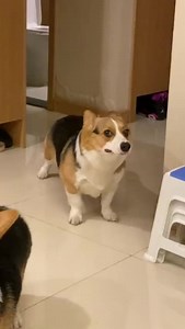 你们的柯基有过这种情况吗？宠物狗哭的好伤心啊！