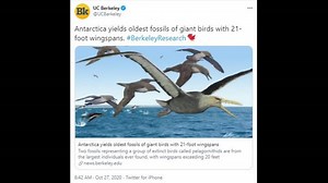 Enormous prehistoric birds with 20-foot wingspans ‘ruled’ Earth’s oceans, fossils show