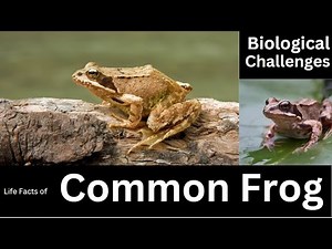 The Incredible Impact of Common Frogs