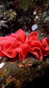 What came first — the flamenco skirt or the Spanish Dancer’s eggs? A close-up reveals a striking resemblance to flower petals or flamenco ruffles, highlighting how marine reproduction can echo cultural aesthetics in mesmerizing ways — or perhaps it was the ocean that inspired the dance. #oceanreality #marinebiology #underwaterart #spawningbeauty #oceanpatterns Filmed with Yury Ivanov | Ocean Reality Channel