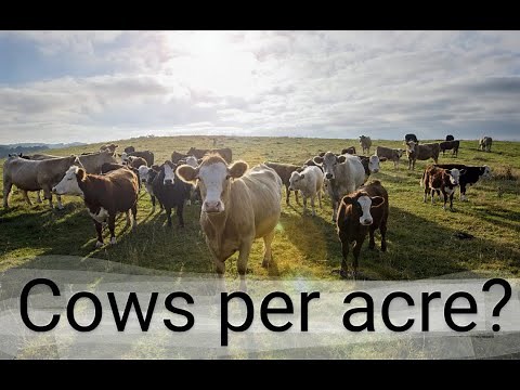 How many acres per cow? | homestead 2022