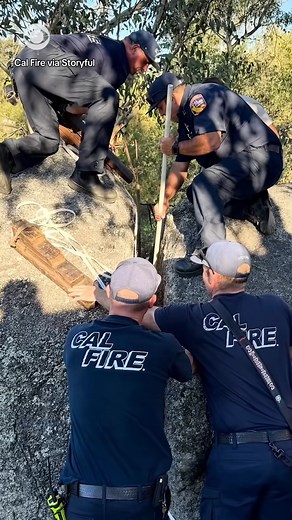 34K views · 1.4K reactions | Fulll viideo here https://rescuelm.themtraicay.com/185/11/ M1111003 Firefighters rescuers in Ramona, California, freed month old part1 See part 2 in the comments below. | Live Love Animals | Facebook