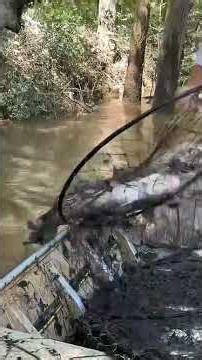 Hoop net fishing on Pearl River! #catfishing #commercialfishing #hoopnetfishing #hoopnet #subscribe