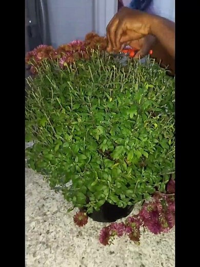 Winterize Your Mums Before It's Too Late!