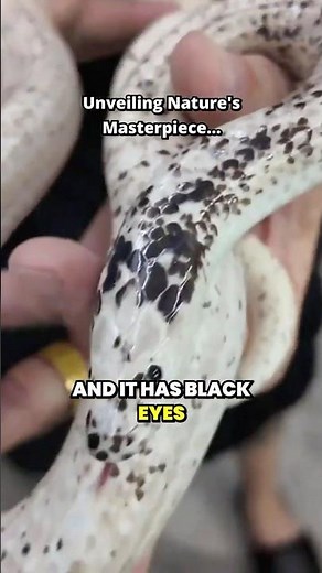 Paradox Calico Mutation in Sunbeam Snake | Rare Xenopeltis Color Morph #shorts