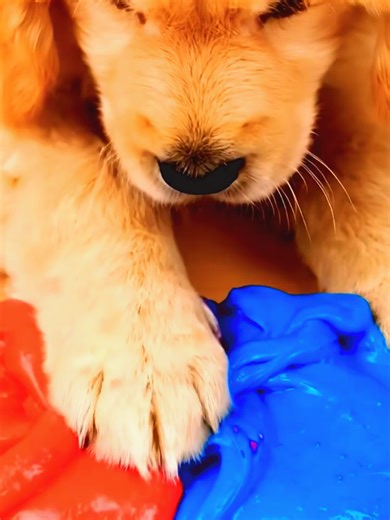 A cute little pup playing with red and blue slime asmr #slimeasmr #puppy #asmr #aiclips #clipclop