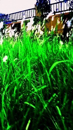 #Nice#reels sinari congratulations very much for your lovely 🌹🌹🌹 viral trending video #aquarium | Sanidul Islam Sanu