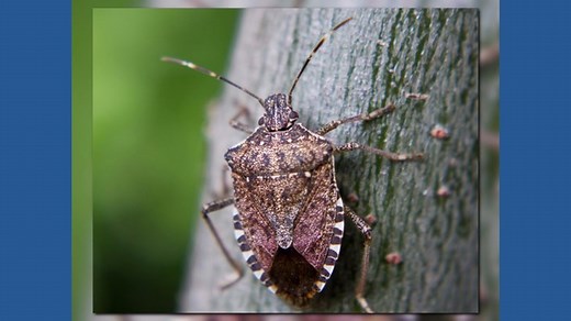 Stink Bugs are coming — here’s how North Carolina homes can stay safe