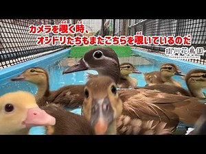 【掛川花鳥園公式】覗いているのか、覗かれているのか・・・オシドリのヒナが生まれました！