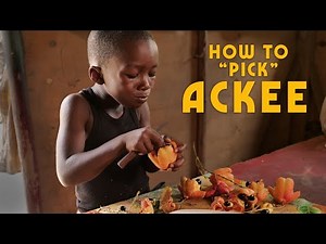 How to "Pick" Ackee (clean & prepare) with Ratty & Mokko!