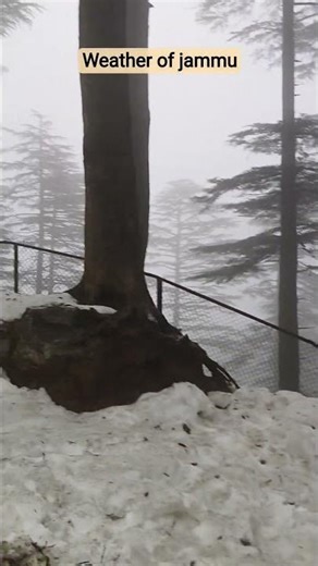 #snow #⛄⛄⛄⛄ weather of jammu patnitop 🌨️🌨️🌨️