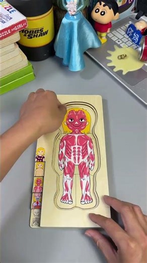 Jigsaw Puzzles Unveil the Human Body's Secrets: A Visual Journey