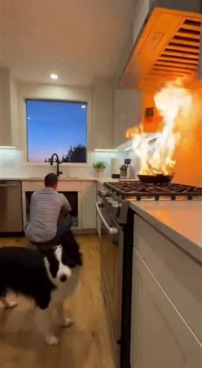 Understanding Fire Safety with Your Smart Dog