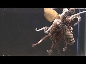 Larger Pacific Striped Octopuses kissing