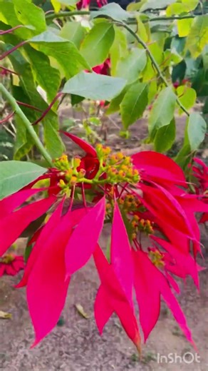 #nature #flowers #guldaudi #motivation