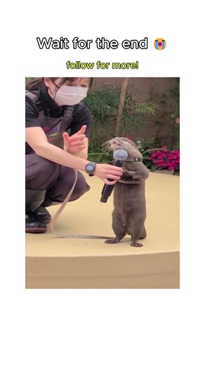 Otter Speach #animalshorts #animals #cute #otter