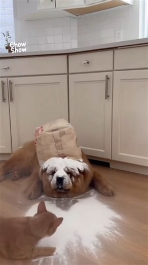 ChowChow Lovers Community on Instagram: "Credit 📸📹 @chowchowshow_ai #chowchow #chowchowpuppy #chowchowlovers #chowchowlife #chowchowlover #chowchowsofinstagram #chowchowgallery #chowchows #chowchowlove #chowchowdog #chowchowbrasil #chowchowbaby #chowchowbear #chowchowpuppies #chowchowworld #chowchowchowchow #chowmeinthechowchow #chowonchow #chowchowph #chowchowinstagram"