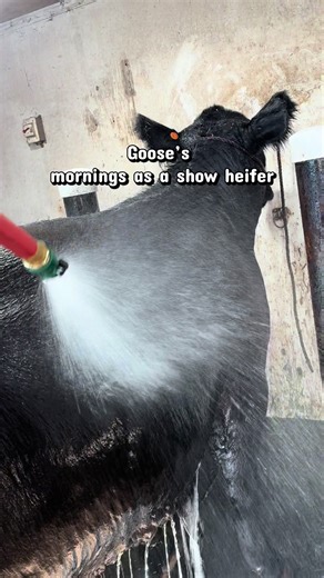 Show Heifer Morning Routine with Goose