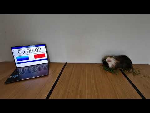Guinea pig and Science