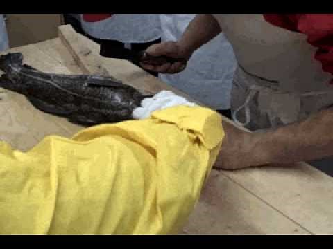 Tongue & Cheek: How to Clean a Cod fish in Newfoundland, Canada