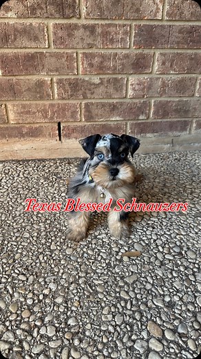 #adorable #puppiesofig #schnauzers #schnauzerlove #merle #merleschnauzers #blueeyes #stunning #sanantoniotexas #texasblessedschnauzers_ #fyp | Texas Blessed Miniature Schnauzers