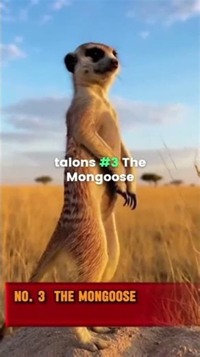 Top 5 Animals That Kill Snakes 🐍 (You Won’t Believe #1!)