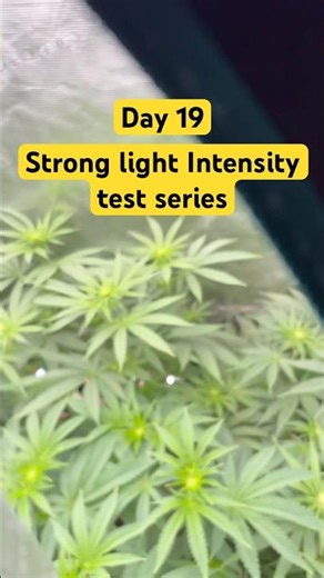 Day 19! Strong light intensity test !
