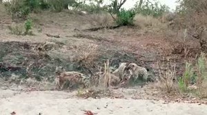 427K views · 10K reactions | A clan of Spotted Hyena making a meal of it! WARNING: NOT FOR SENSITIVE VIEWERS. Untamed Jock Safari Lodge #untamed #untouched #unforgettable Video credit: Ranger Lazarus Mkhonto  | Jock Safari Lodge | Facebook