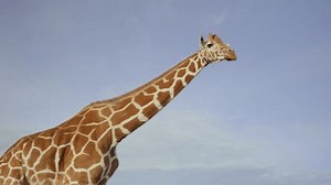 Tracking shot of a Reticulated Giraffe (Giraffa reticulata) pacing through the savanna in kenya at sunset