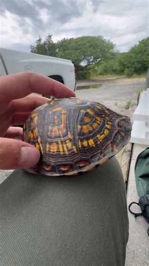 Box Turtle (preforming measurements) #turtle #wildlife #carolina #shorts #animals #forest