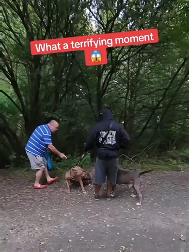 This moment was dangerously close to turning into a serious dog fight. Situations like this happen every single day. It only takes a second for things to go wrong, and when dogs weigh 80–100 pounds, the consequences can be serious. If you want to learn how to train your dog from Zero to Hero... 👉Click the link in our profile to sign up for our FREE COURSE! Also, check out DIYK9.com for all of our courses, recommendations, links, and more. #DogFight #DogTraining #OffLeashDog #DogOwnerProblems #R