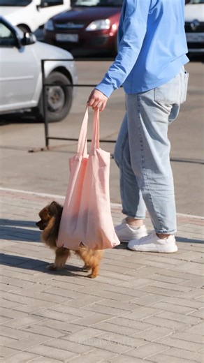 413K views · 1.5K reactions | Creative DIY projects for dog lovers  | 5-Minute Crafts | Facebook