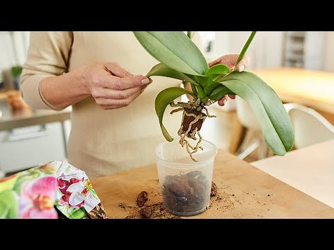 Orchideen Umtopfen Schritt für Schritt