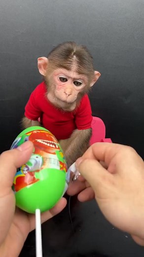 So Cute #funny #funnymonkey #baby #babycandy #cutebaby #monkeyreview #review #monkeyeat #cutemonkey #monyet #monkey #monyetmakan #makan #hewanmakan #fyp #viral #facebookvideo #fbvideo #reel #reelfb | Kera Lucu