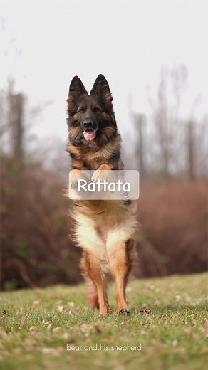 Understanding German Shepherds: Traits and Characteristics