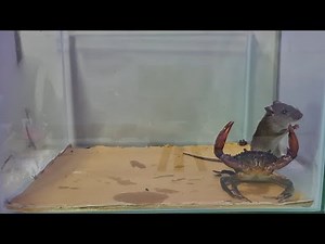 what happen when crab and mouse in glass box