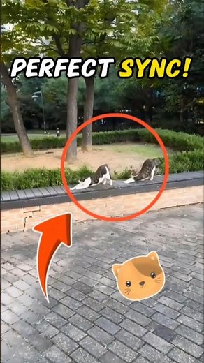 Cats Moving in Sync 😻🐾 | Top 3 Moments