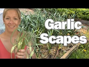 How to Harvest and Cook Garlic Scapes