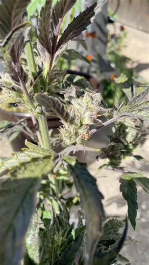 Look at this weird one | Autoflower Small vs. Big pot | 420 Rf3 Mix Pack #cannabiscommunity
