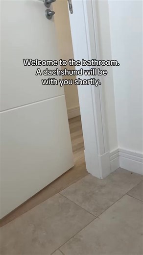 18 reactions | Microwave hot dog  #fyp #dogsoftiktok #petsoftiktok #miniaturedachshund #sausagedog #wienerdog #dachshundsoftiktok #aifilter #capcut | Rubyi Mae | Facebook